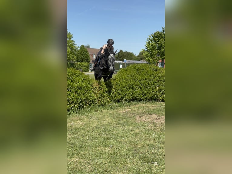 Sonstige Rassen Stute 5 Jahre 142 cm Kann Schimmel werden in Kortrijk