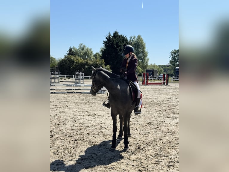 Sonstige Rassen Stute 5 Jahre 142 cm Kann Schimmel werden in Kortrijk