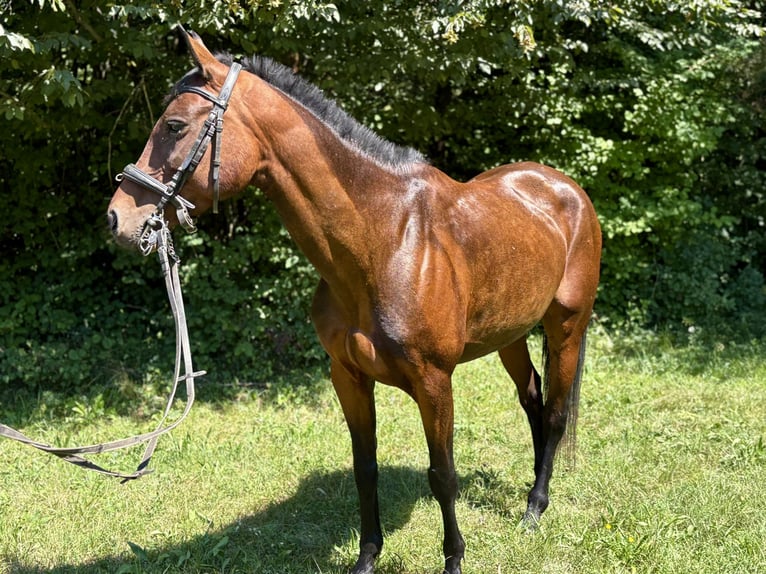 Sonstige Rassen Mix Stute 5 Jahre 145 cm Rotbrauner in Skofljica