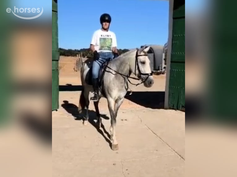 Sonstige Rassen Stute 5 Jahre 146 cm Schimmel in Coin