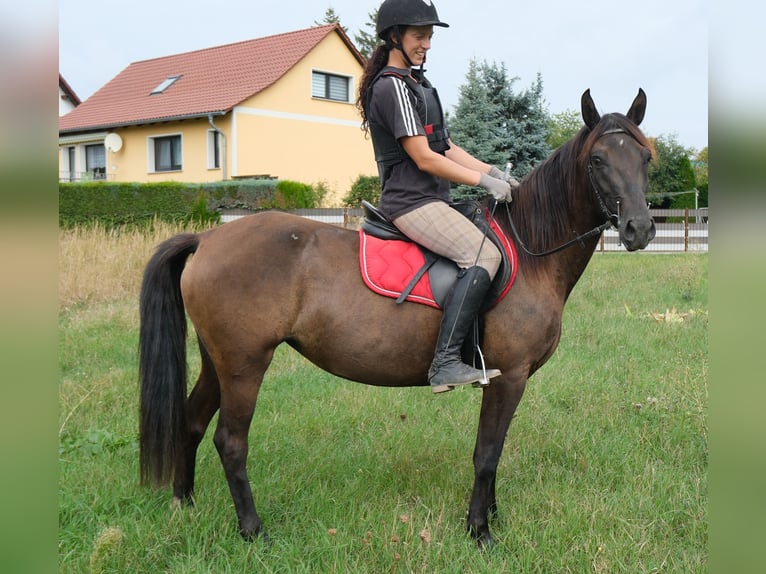 Sonstige Rassen Stute 5 Jahre 147 cm Dunkelbrauner in Buttstädt