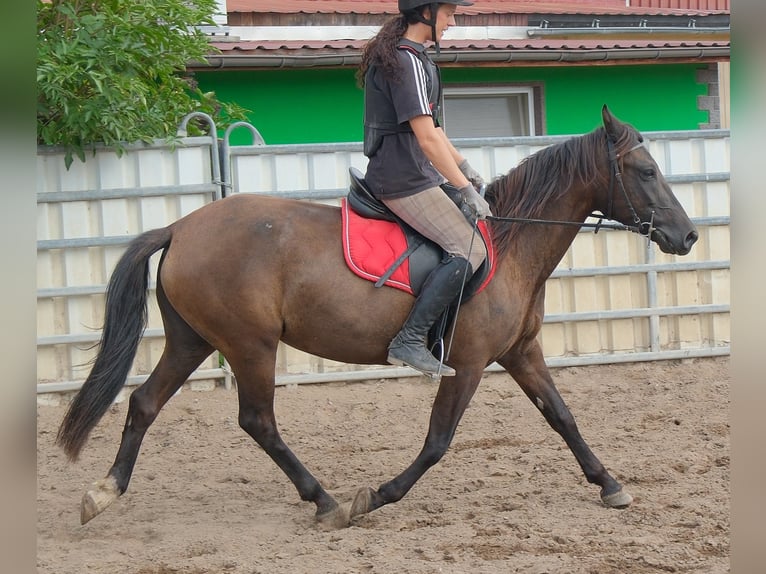 Sonstige Rassen Stute 5 Jahre 147 cm Dunkelbrauner in Buttstädt