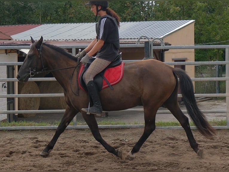 Sonstige Rassen Stute 5 Jahre 147 cm Dunkelbrauner in Buttstädt