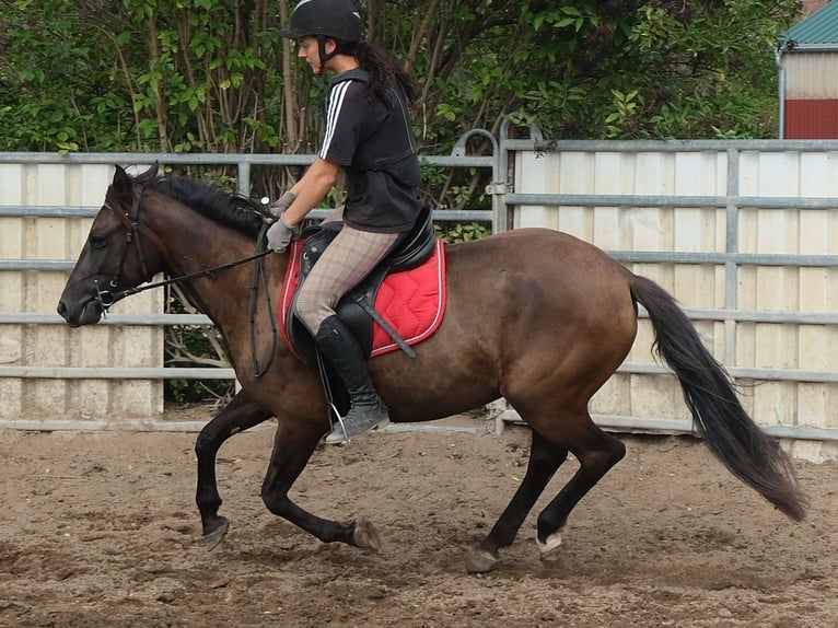Sonstige Rassen Stute 5 Jahre 147 cm Dunkelbrauner in Buttstädt