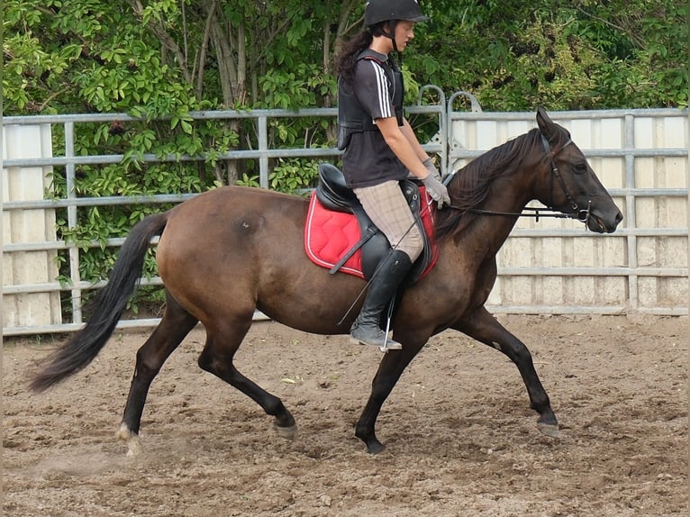Sonstige Rassen Stute 5 Jahre 147 cm Dunkelbrauner in Buttstädt