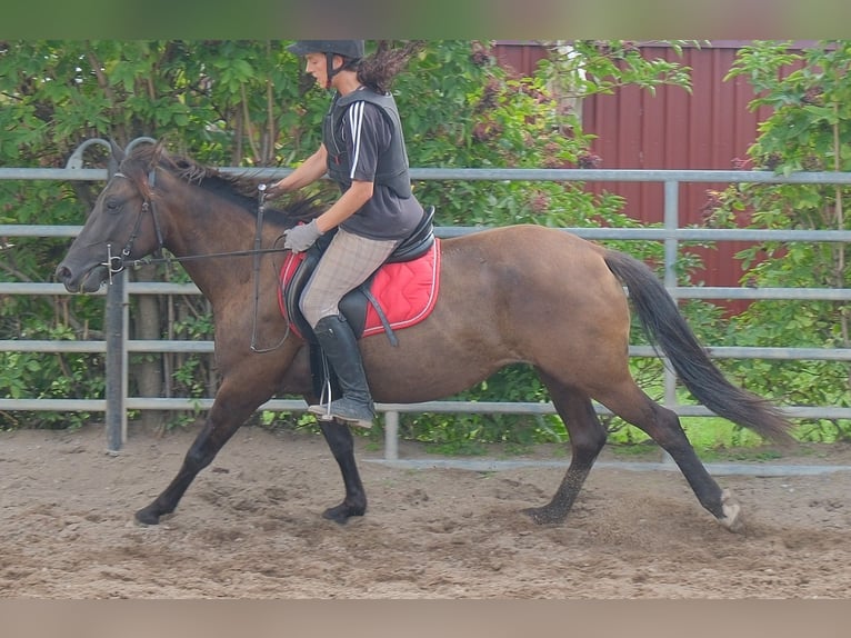 Sonstige Rassen Stute 5 Jahre 147 cm Dunkelbrauner in Buttstädt