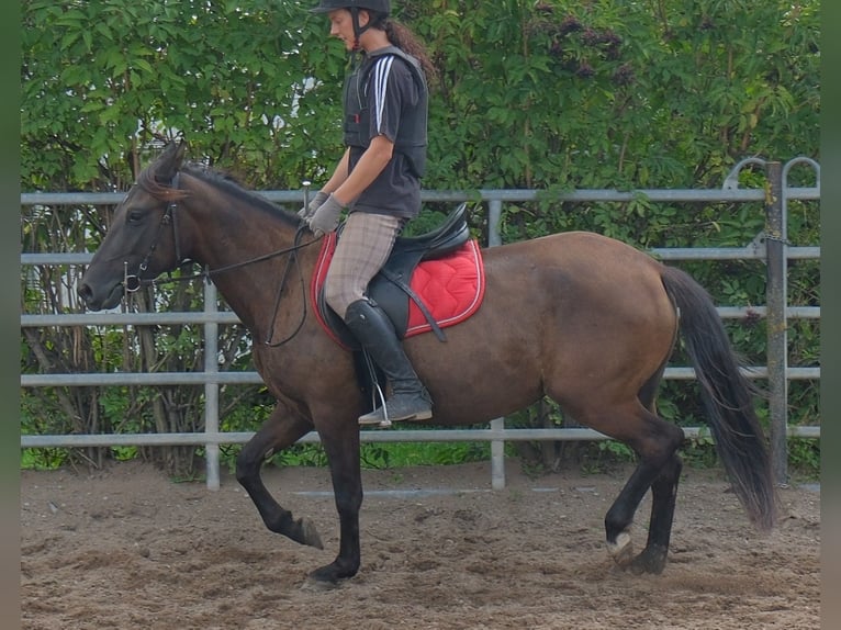 Sonstige Rassen Stute 5 Jahre 147 cm Dunkelbrauner in Buttstädt