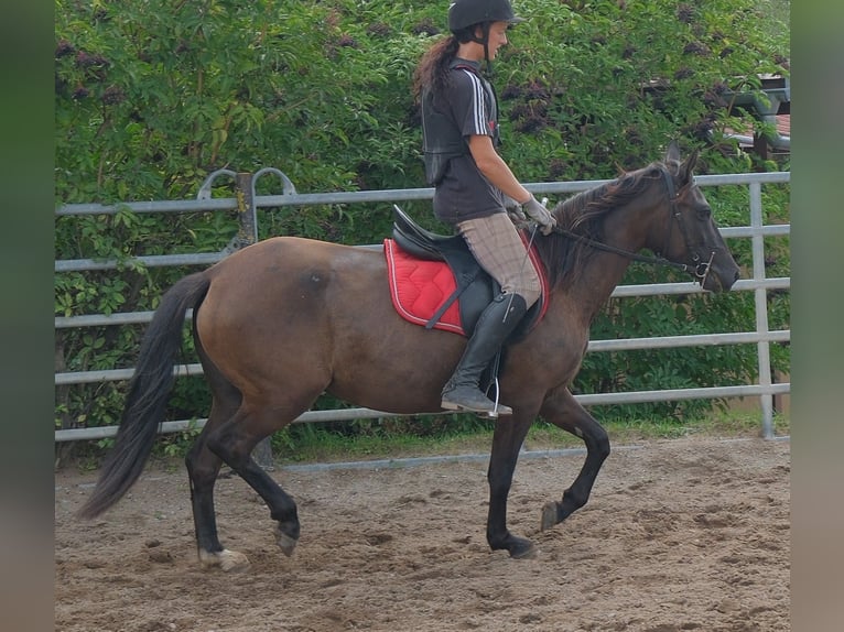 Sonstige Rassen Stute 5 Jahre 147 cm Dunkelbrauner in Buttstädt