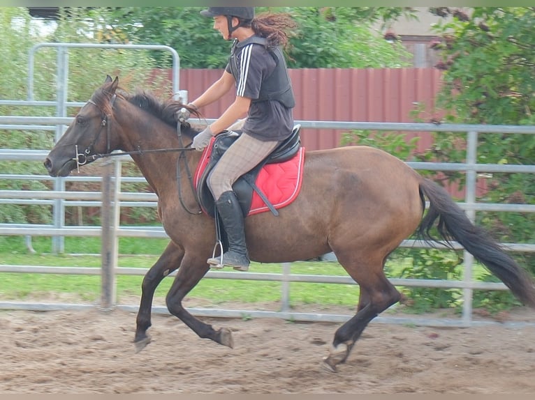 Sonstige Rassen Stute 5 Jahre 147 cm Dunkelbrauner in Buttstädt