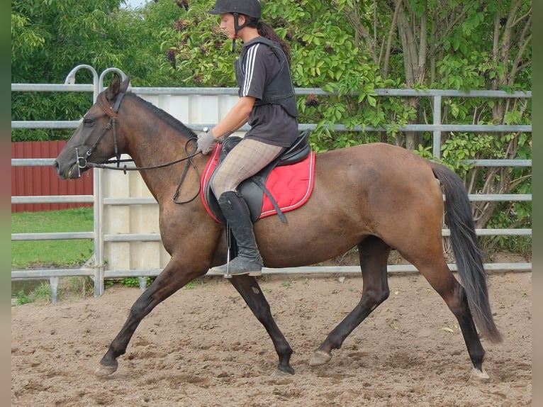 Sonstige Rassen Stute 5 Jahre 147 cm Dunkelbrauner in Buttstädt