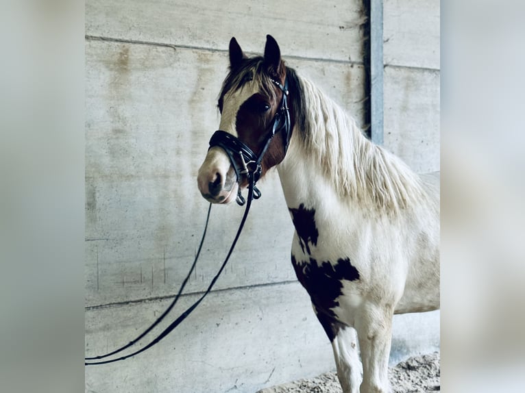 Sonstige Rassen Mix Stute 5 Jahre 147 cm Schecke in Pont à celles