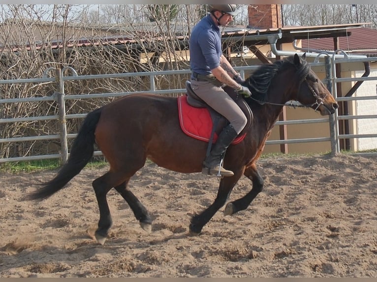 Sonstige Rassen Stute 5 Jahre 148 cm Dunkelbrauner in Buttstädt