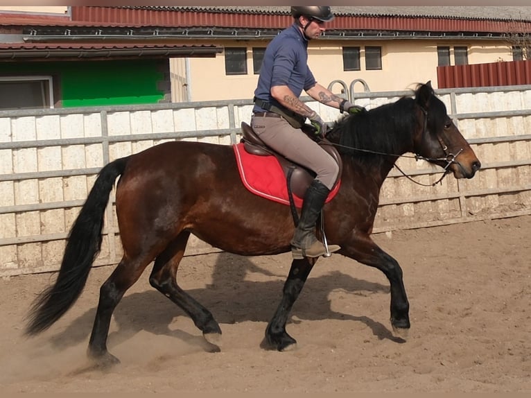 Sonstige Rassen Stute 5 Jahre 148 cm Dunkelbrauner in Buttstädt