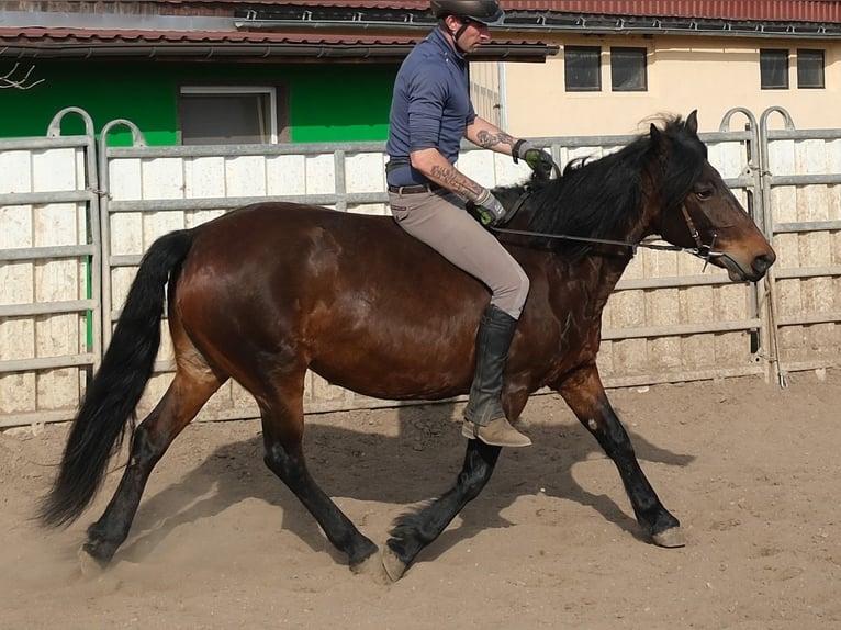 Sonstige Rassen Stute 5 Jahre 148 cm Dunkelbrauner in Rudersdorf