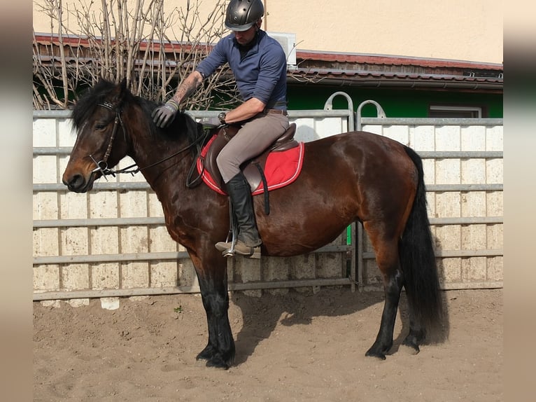 Sonstige Rassen Stute 5 Jahre 148 cm Dunkelbrauner in Rudersdorf