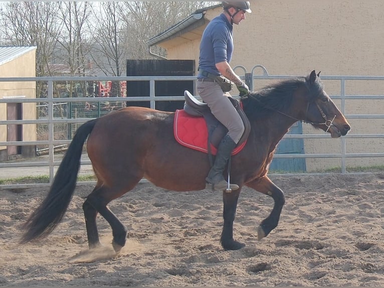 Sonstige Rassen Stute 5 Jahre 148 cm Dunkelbrauner in Rudersdorf
