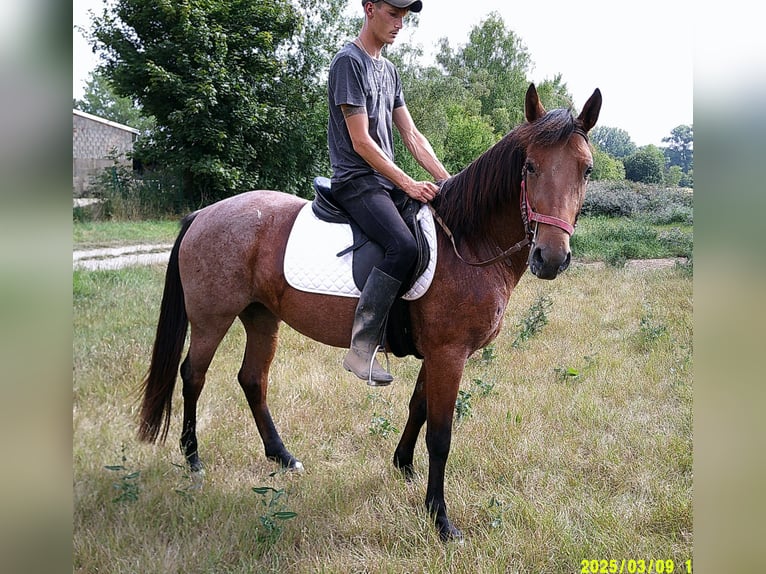 Sonstige Rassen Stute 5 Jahre 149 cm Braunfalbschimmel in Buttst&#xE4;dt
