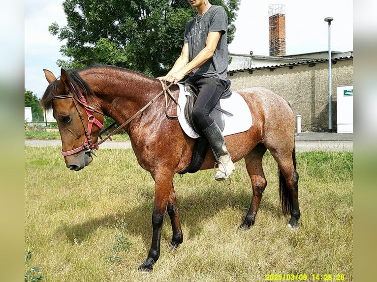 Sonstige Rassen Stute 5 Jahre 149 cm Braunfalbschimmel in Buttst&#xE4;dt