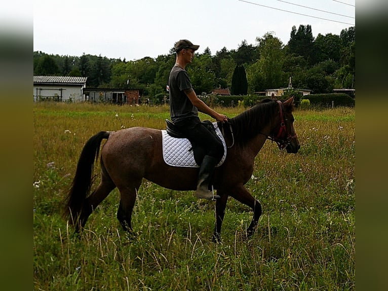 Sonstige Rassen Stute 5 Jahre 149 cm Braunfalbschimmel in Buttst&#xE4;dt