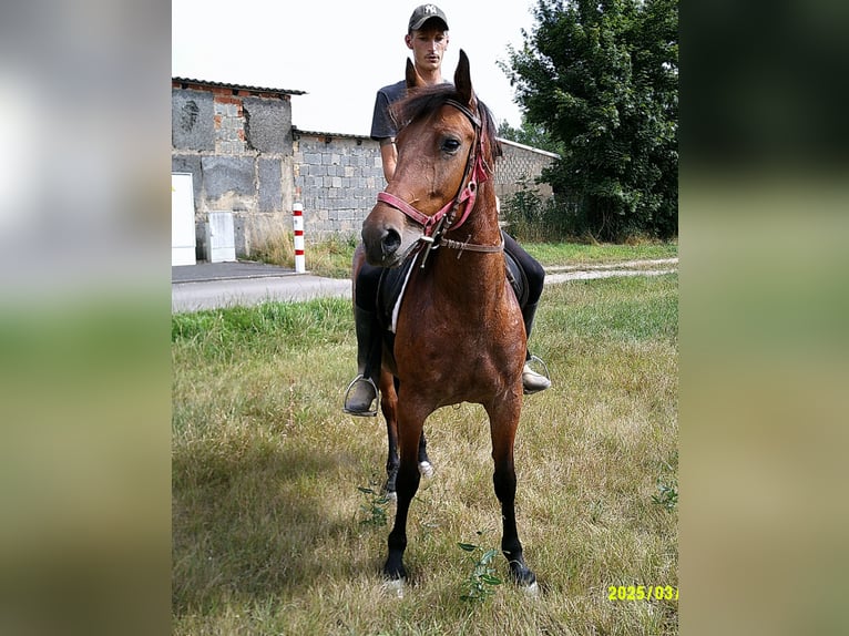 Sonstige Rassen Stute 5 Jahre 149 cm Braunfalbschimmel in Buttst&#xE4;dt