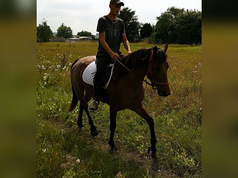 Sonstige Rassen Stute 5 Jahre 149 cm Braunfalbschimmel in Buttst&#xE4;dt