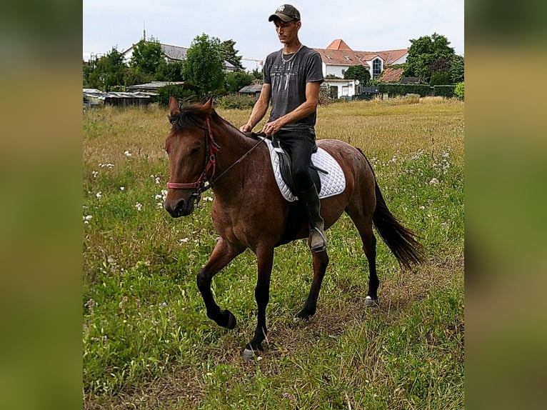 Sonstige Rassen Stute 5 Jahre 149 cm Braunfalbschimmel in Buttst&#xE4;dt