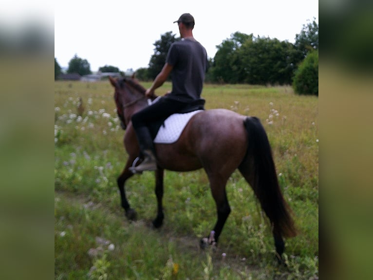 Sonstige Rassen Stute 5 Jahre 149 cm Braunfalbschimmel in Buttst&#xE4;dt