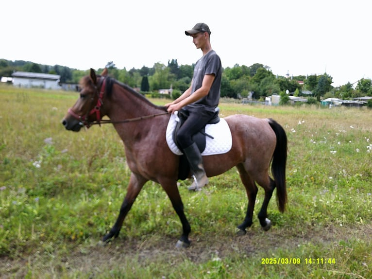 Sonstige Rassen Stute 5 Jahre 149 cm Braunfalbschimmel in Buttst&#xE4;dt