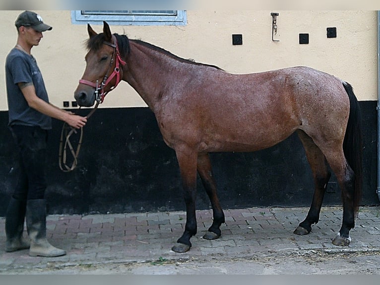 Sonstige Rassen Stute 5 Jahre 149 cm Braunfalbschimmel in Buttst&#xE4;dt