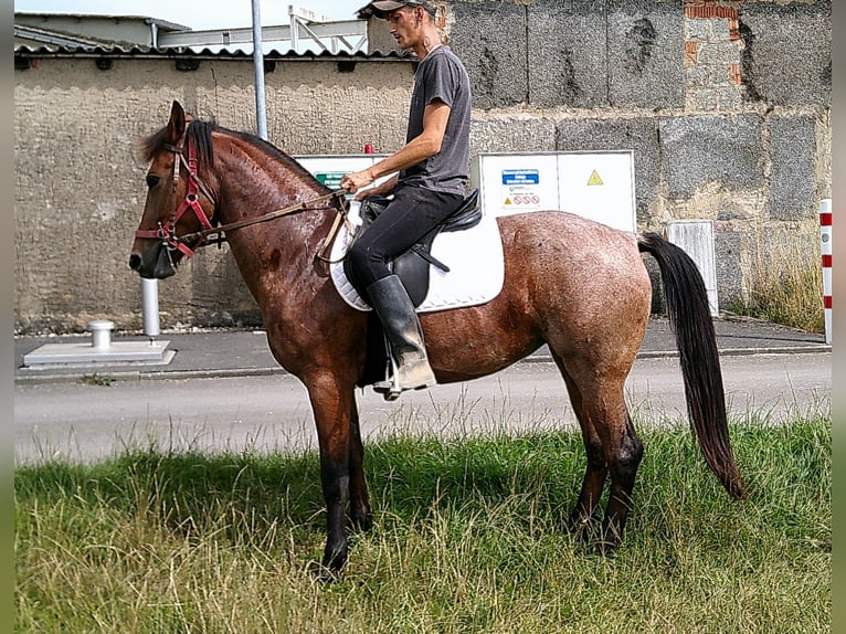 Sonstige Rassen Stute 5 Jahre 149 cm Braunfalbschimmel in Buttst&#xE4;dt