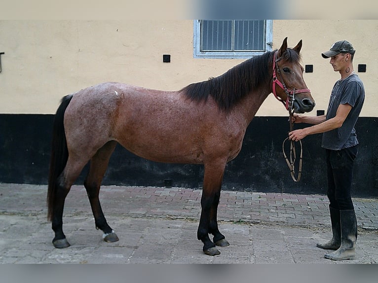 Sonstige Rassen Stute 5 Jahre 149 cm Braunfalbschimmel in Buttst&#xE4;dt