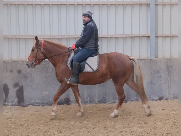 Sonstige Rassen Stute 5 Jahre 152 cm Fuchs in Buttst&#xE4;dt
