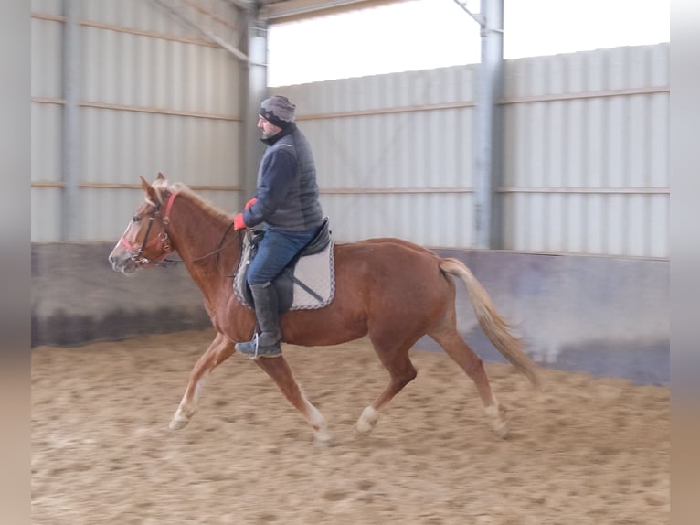 Sonstige Rassen Stute 5 Jahre 152 cm Fuchs in Buttst&#xE4;dt