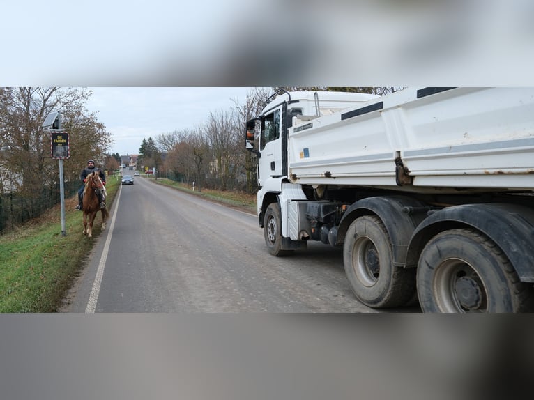 Sonstige Rassen Stute 5 Jahre 152 cm Fuchs in Buttst&#xE4;dt