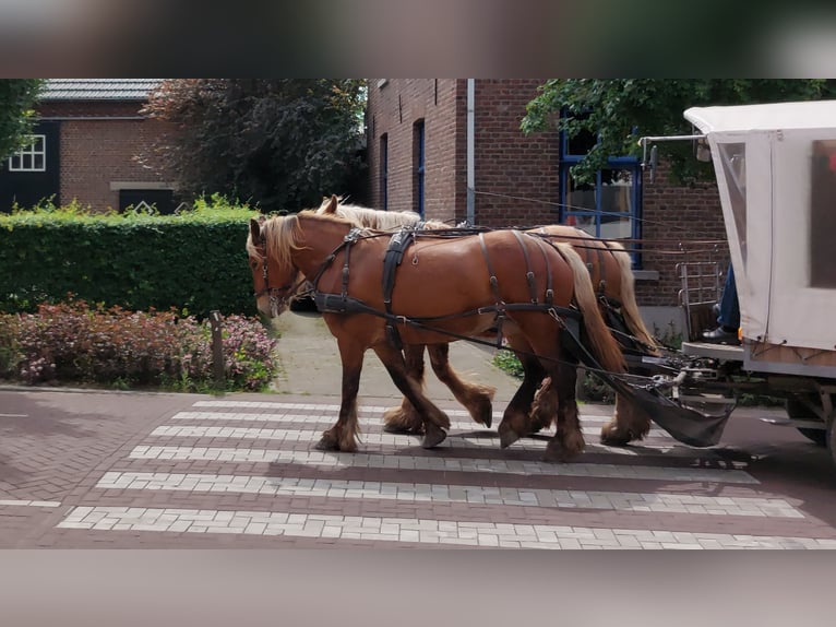Sonstige Rassen Mix Stute 5 Jahre 153 cm Fuchs in Meterik
