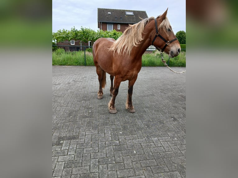 Sonstige Rassen Mix Stute 5 Jahre 153 cm Fuchs in Meterik