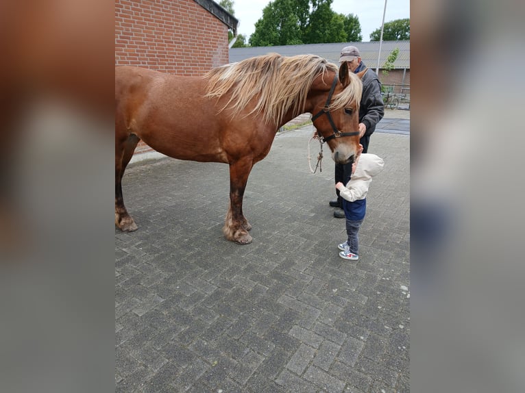 Sonstige Rassen Mix Stute 5 Jahre 153 cm Fuchs in Meterik