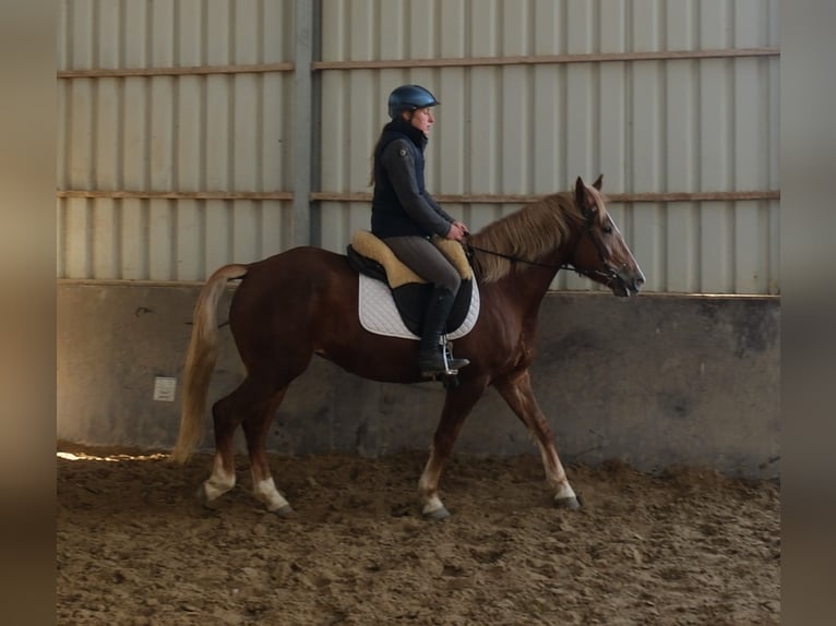 Sonstige Rassen Stute 5 Jahre 153 cm Fuchs in Buttstädt
