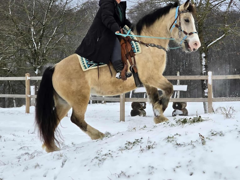 Sonstige Rassen Stute 5 Jahre 154 cm Falbe in Linkenbach