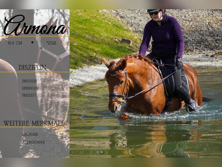 Sonstige Rassen Stute 5 Jahre 154 cm Fuchs in Nettersheim