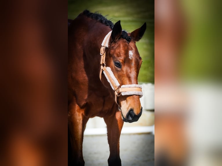 Sonstige Rassen Stute 5 Jahre 155 cm Brauner in Nettersheim
