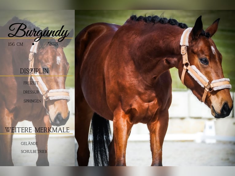 Sonstige Rassen Stute 5 Jahre 155 cm Brauner in Nettersheim