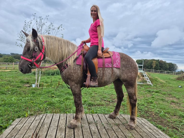 Sonstige Rassen Stute 5 Jahre 155 cm Dunkelfuchs in Linkenbach