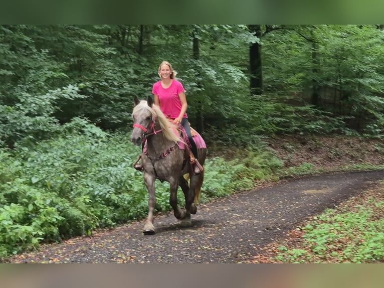 Sonstige Rassen Stute 5 Jahre 155 cm Dunkelfuchs in Linkenbach