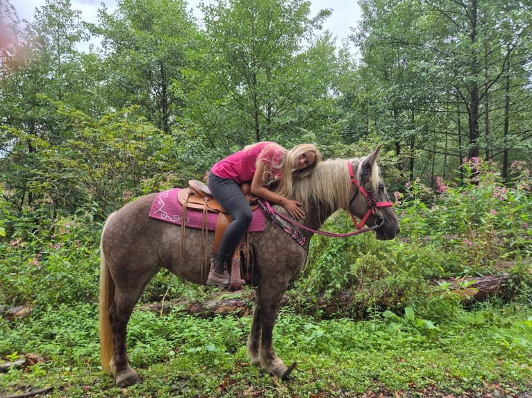 Sonstige Rassen Stute 5 Jahre 155 cm Dunkelfuchs in Linkenbach