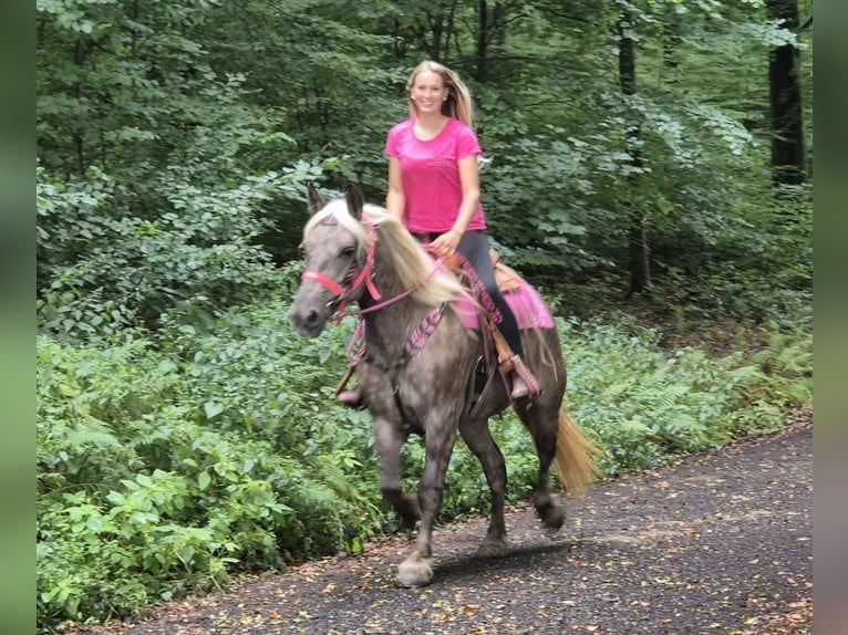 Sonstige Rassen Stute 5 Jahre 155 cm Dunkelfuchs in Linkenbach