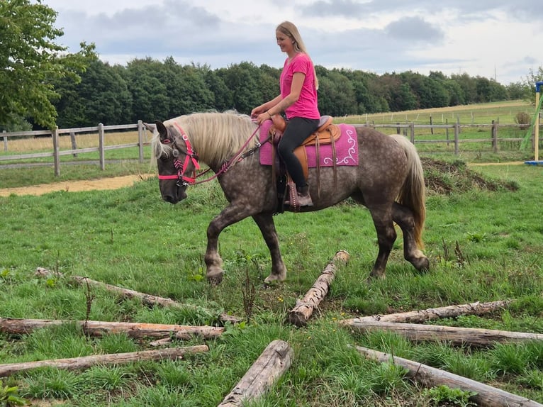 Sonstige Rassen Stute 5 Jahre 155 cm Dunkelfuchs in Linkenbach