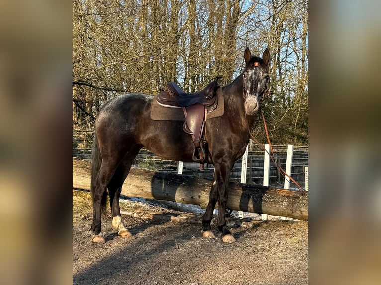 Sonstige Rassen Stute 5 Jahre 156 cm in Windhagen