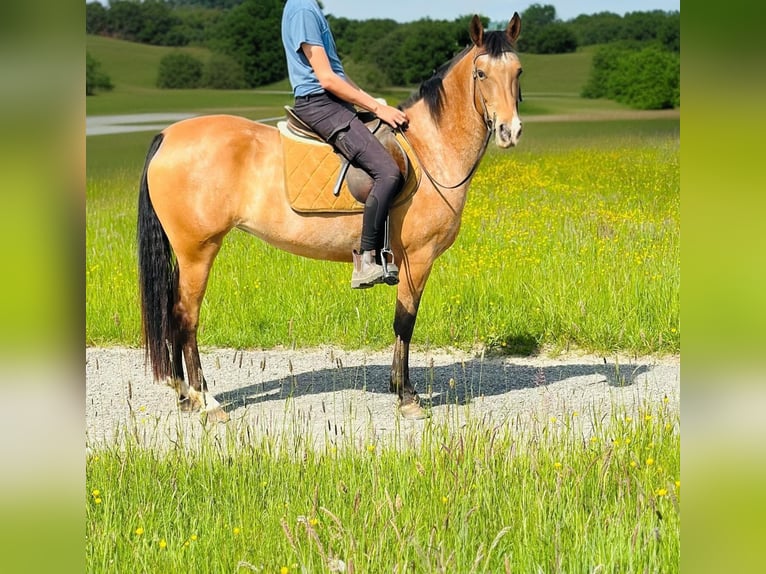 Sonstige Rassen Stute 5 Jahre 156 cm Roan-Bay in Rheinbach