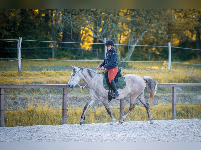 Sonstige Rassen Stute 5 Jahre 156 cm Schimmel in Perissac